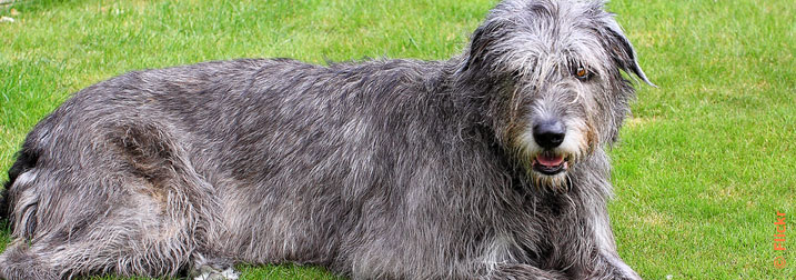 Chien : Irish Wolfhound