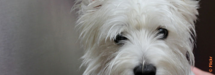 Chien : West Highland white terrier
