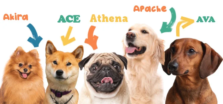 nom chien en A 2025