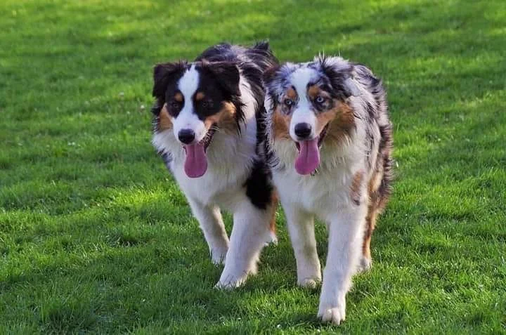 Berger australien : un chien à assurer