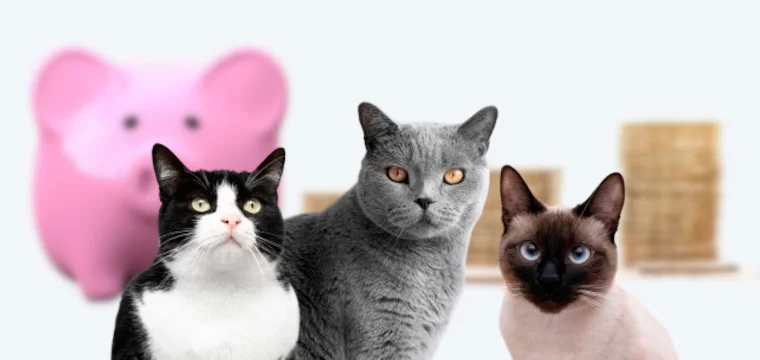assurance-chat-pas-chere