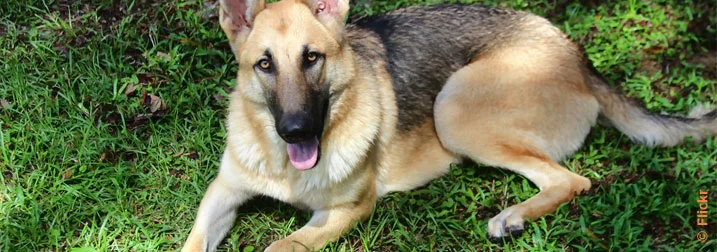 Chien : Berger Allemand