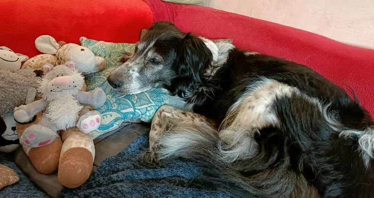 Chien assuré sans limite d'âge