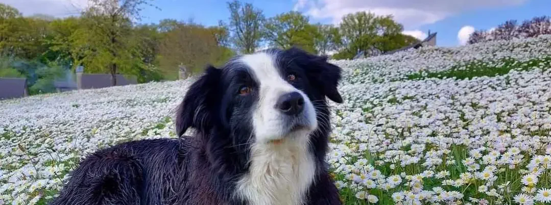assurance border collie