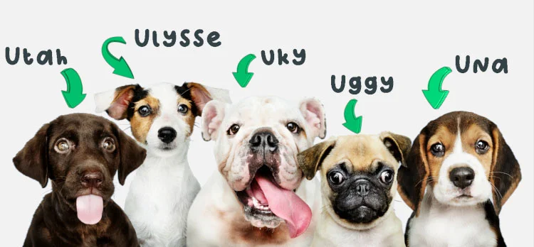 nom de chien en U 2023