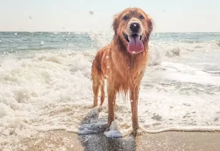 Chien à la plage bonne pratique
