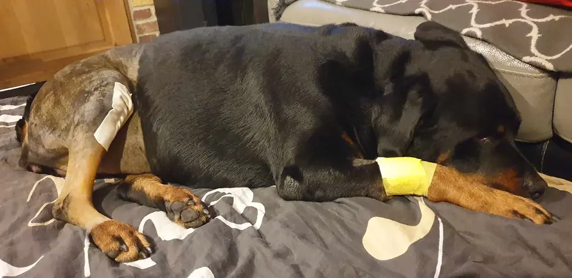 Blessure patte chien