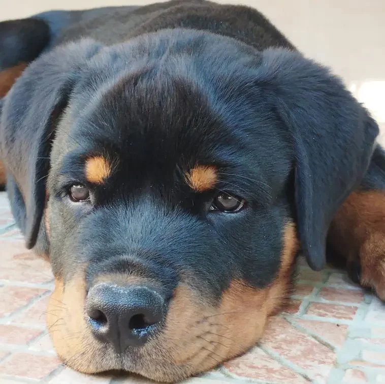 rottweiller gueule