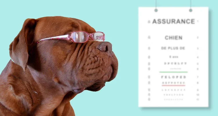 Assurance chien plus de 8 ans