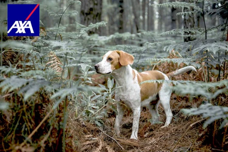 assurance chien axa