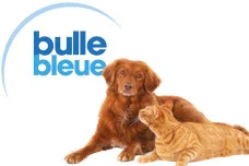 bulle_bleue_assurance_avis