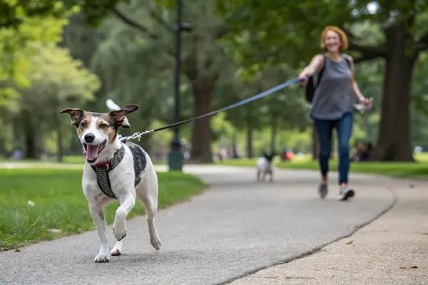 un chien tire sur sa laisse pendant une promenade