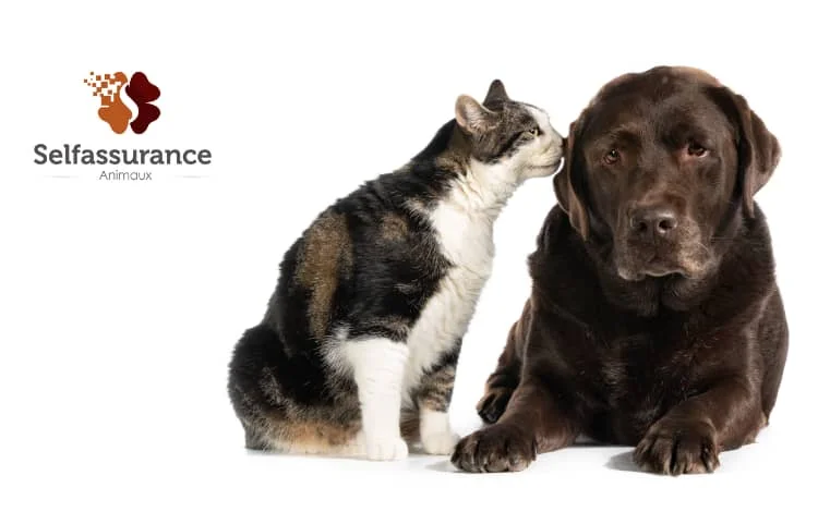 Assurance chien ECA / Self assurance