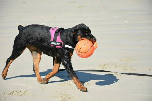 rottweiller queue coupée caudectomie