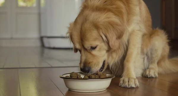 nourrir son chien avec des croquettes