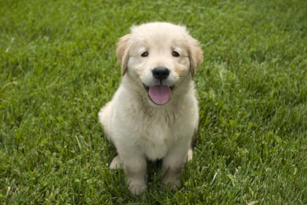 Comment bien accueillir un chiot à la maison ?