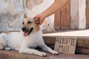 adopter un chien